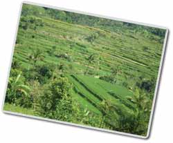 Rice Terrace, Central Bali